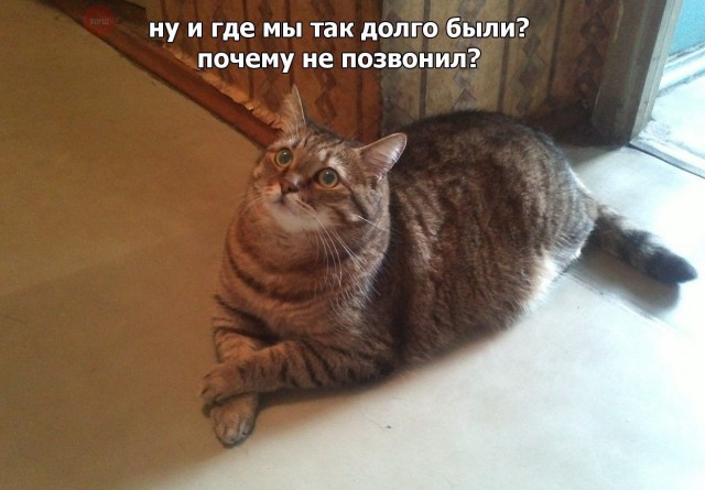 Коты и Кошки