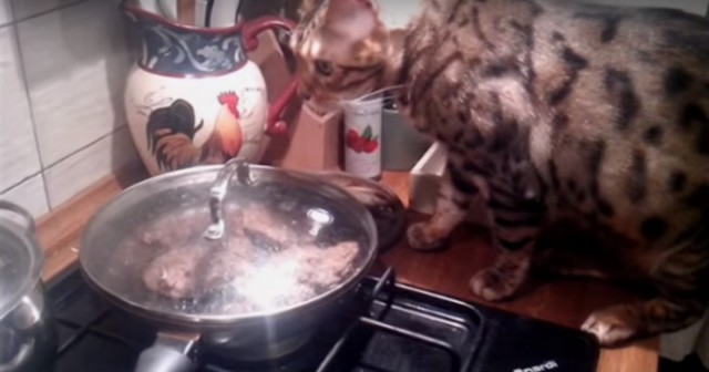 Кот сам снимает крышку со сковородки