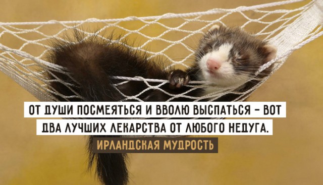 Что будет, если котенка подселить в семейку хорьков