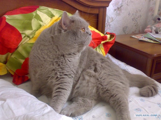 Ура, котовторник! (01.07.2008)