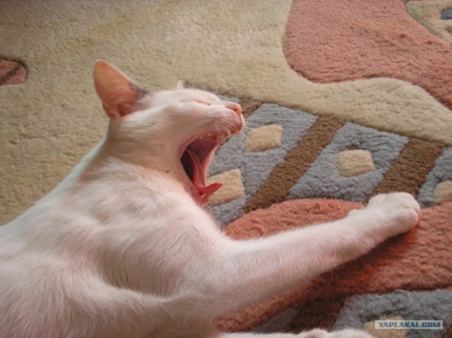 Котовторник на ЯПлакалъ