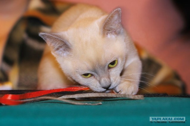 Котовторник (24.03)