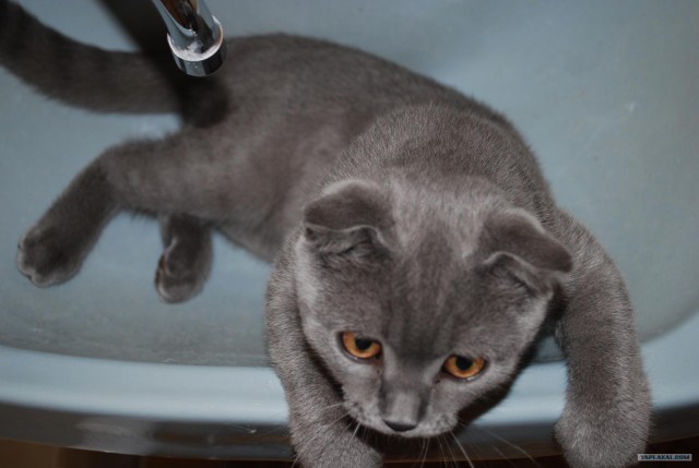Котовторник на горячее - 20.07.2010