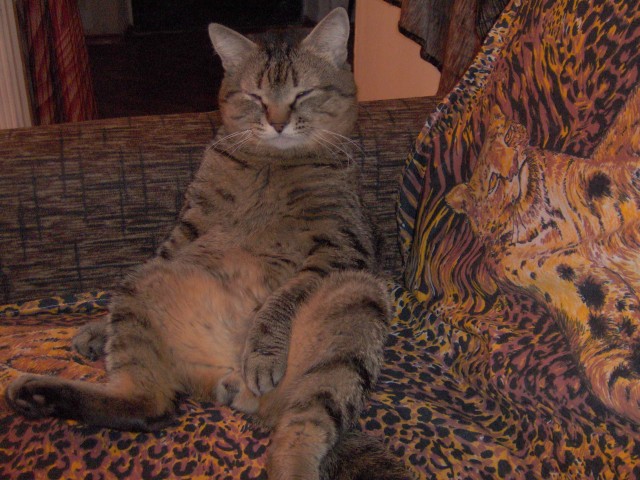 Котовторник на 2 ноября
