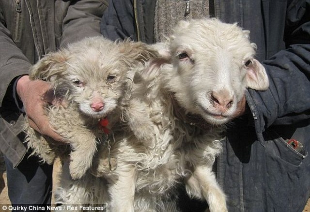 Китайская овца родила щенка