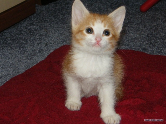 Котовторник, для любителей кошек