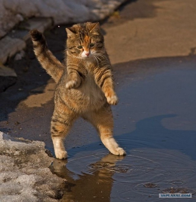 Котовторник объявляется открытым!