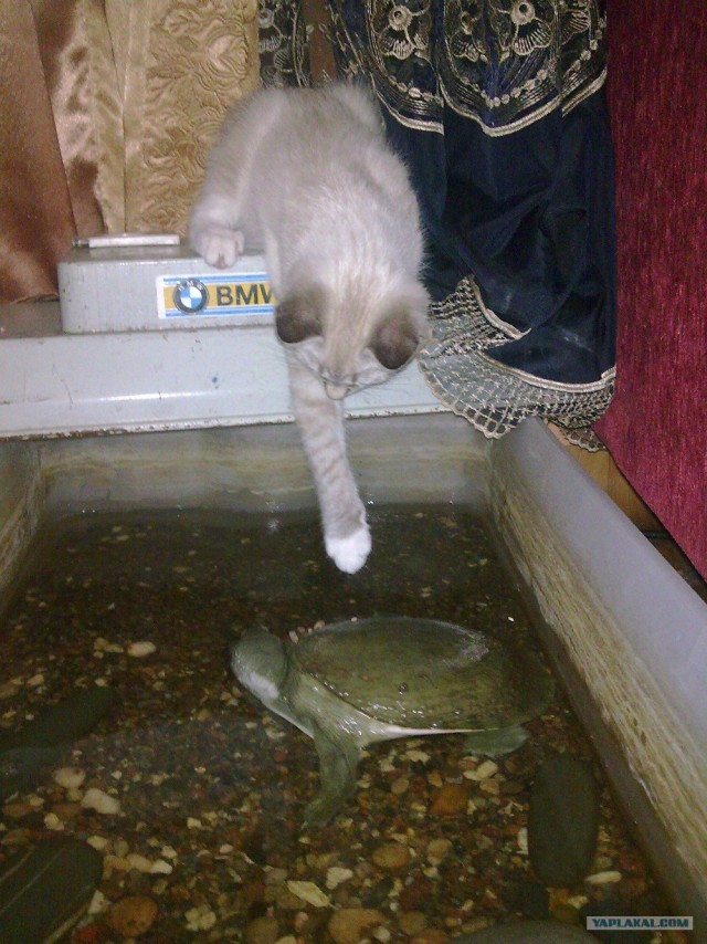 Десантный котовторник