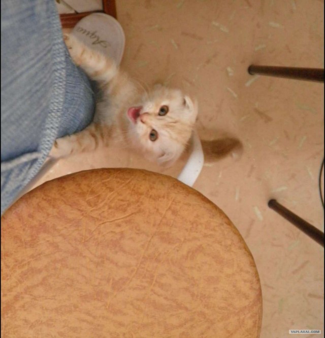 Профессиональный котовторник