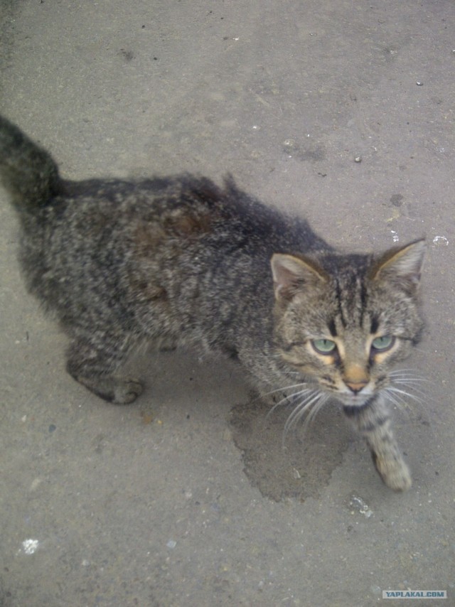 Котовторник 1 мая 2012