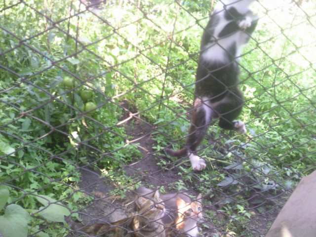 Котовторник 22.05.2012