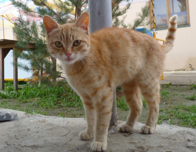 Котовторник  12. 06. 2012