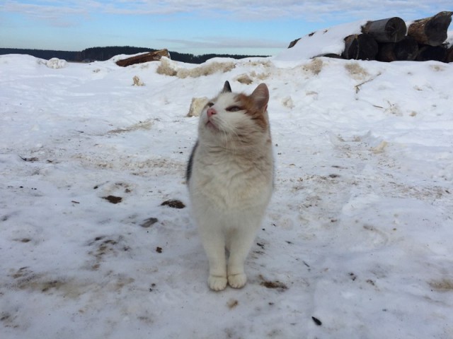 Зимние коты