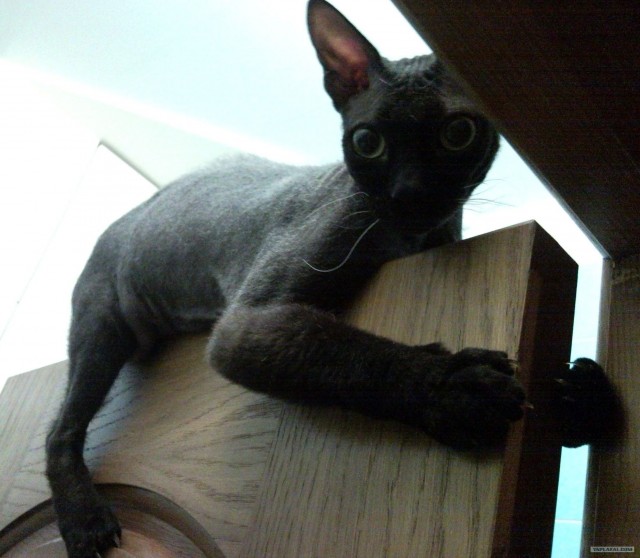 Котовторник 10. 07. 2012