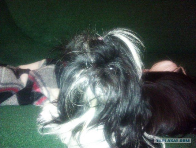 Собакочетверг