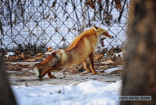 Молодые тигрицы Приморского сафари-парка