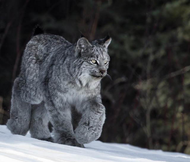 Подборка интересных и веселых картинок 01.04.19