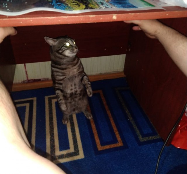 16 ритуалов, которые совершает каждый котовладелец