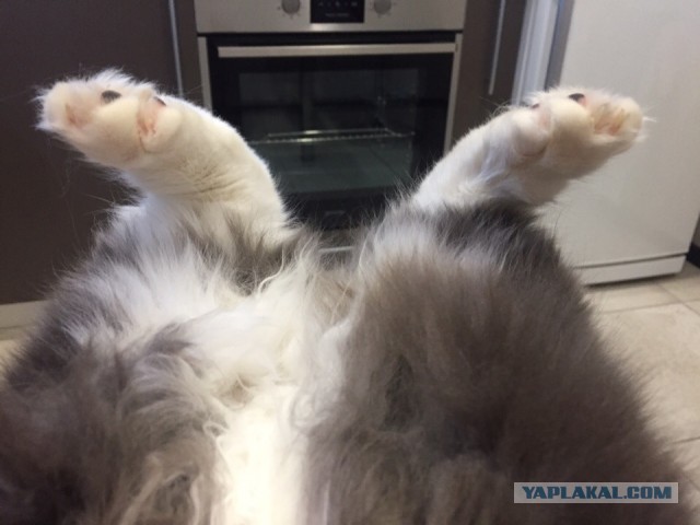 Картинки с котами и про котов