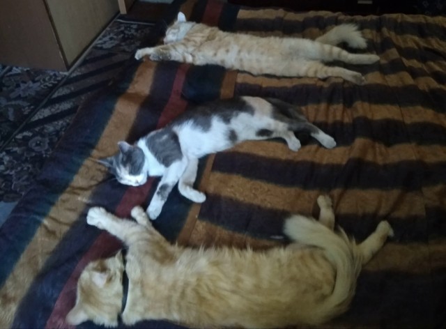 Котовторник. Начало.
