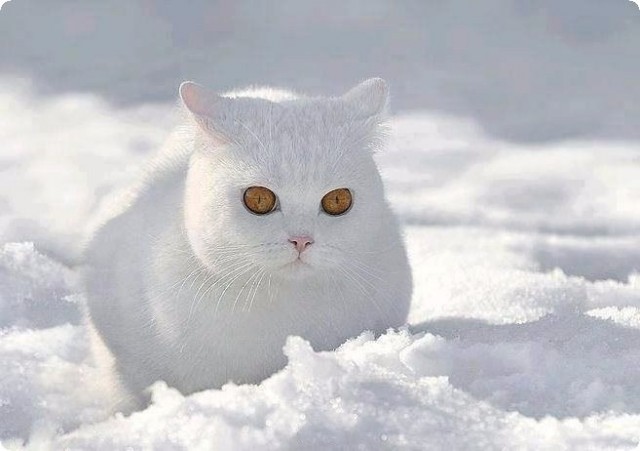 Забавные картинки с котами из сети