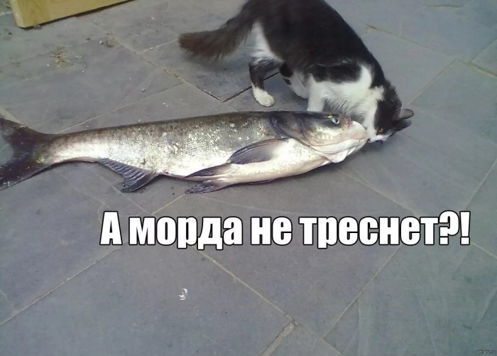 При принятии поправки о досрочных выборах непереизбравшиеся в Госдуму депутаты получат годовую зарплату