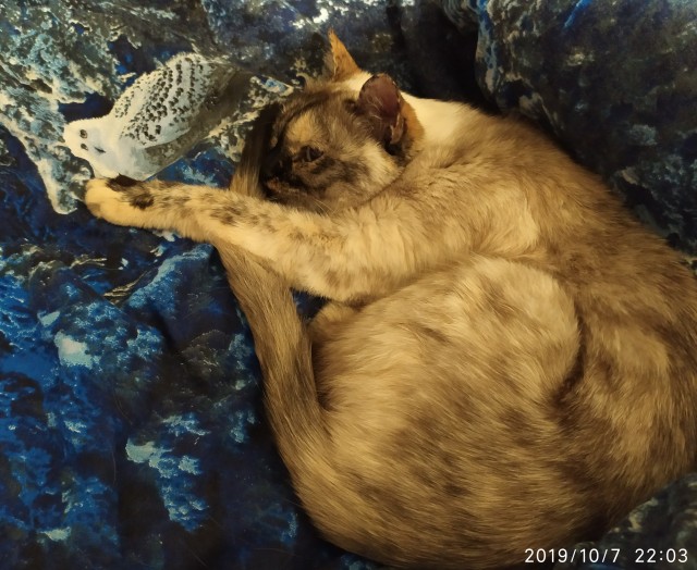 Котопост. Просто антикризисный котопост