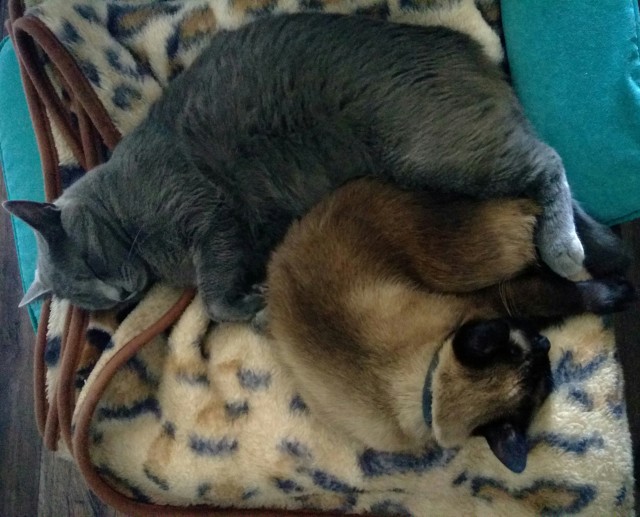 Коты, которые нас порадовали!