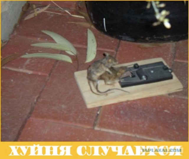 17/11/2008 по просьбам трудящихся