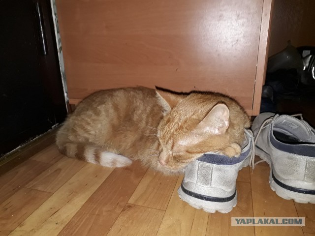 Коты, которые спят где попало и как попало