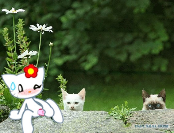 Фотожаба:Коты в засаде