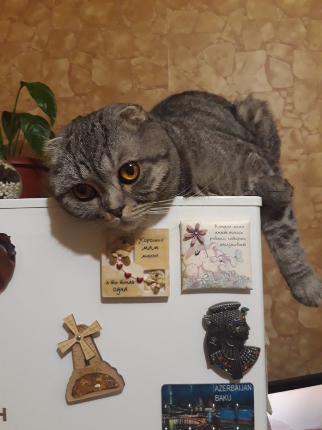 Подборка забавной живности