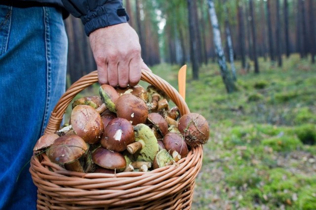 С отцом за грибами