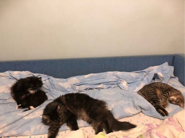 Котовторник. Мои котейки