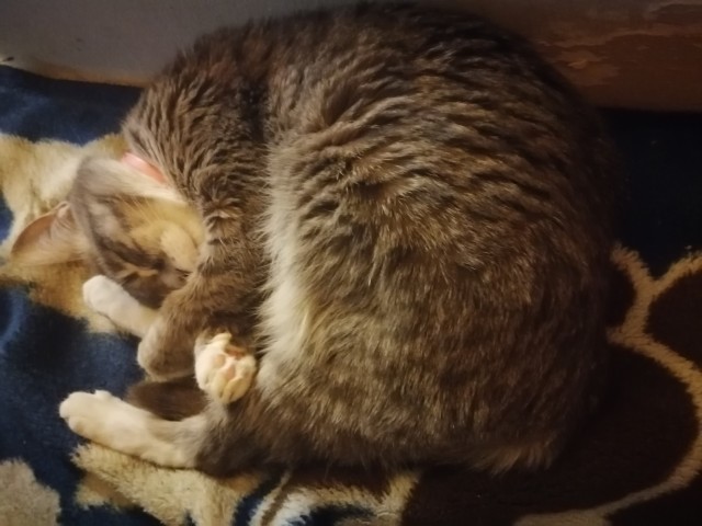 Котовторнику быть!