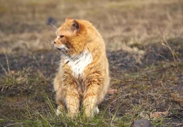 Умер кот-песец Кеша, необычный житель Шпицбергена