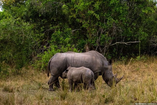 Уганда: самая настоящая Африка с гориллами и носорогами!