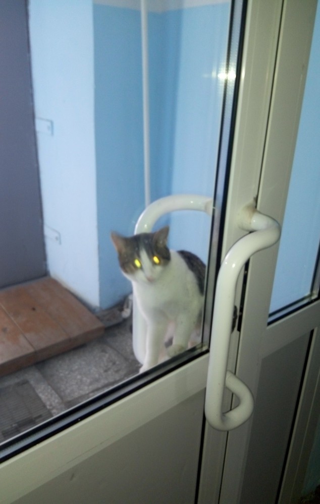Котовторник же!