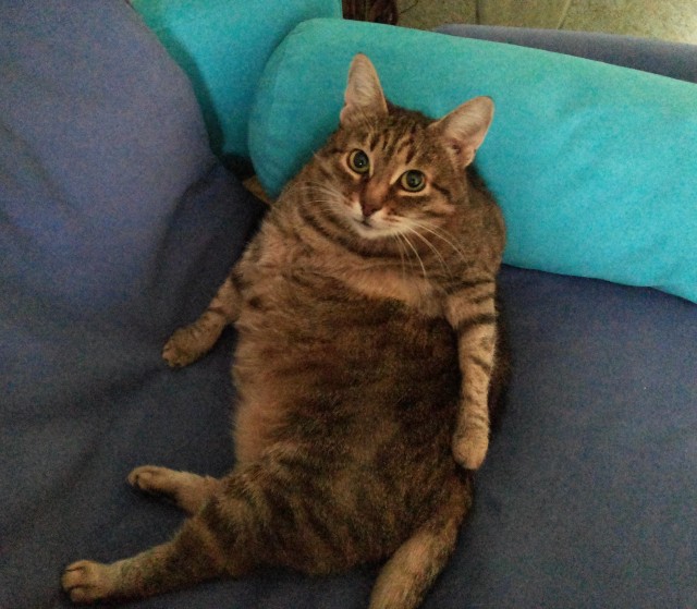 А котовторник уже начался?