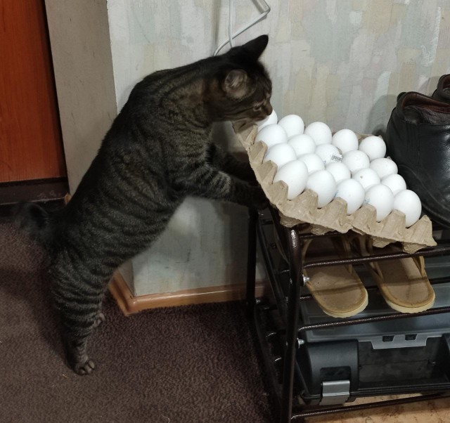 Давайте постить своих котов и кошек