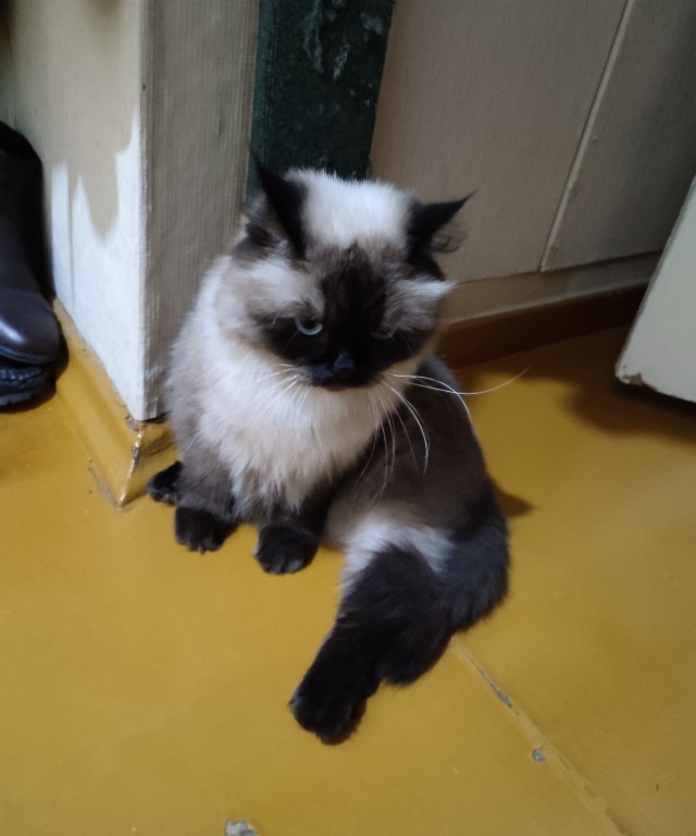 Ух, какой я котяро