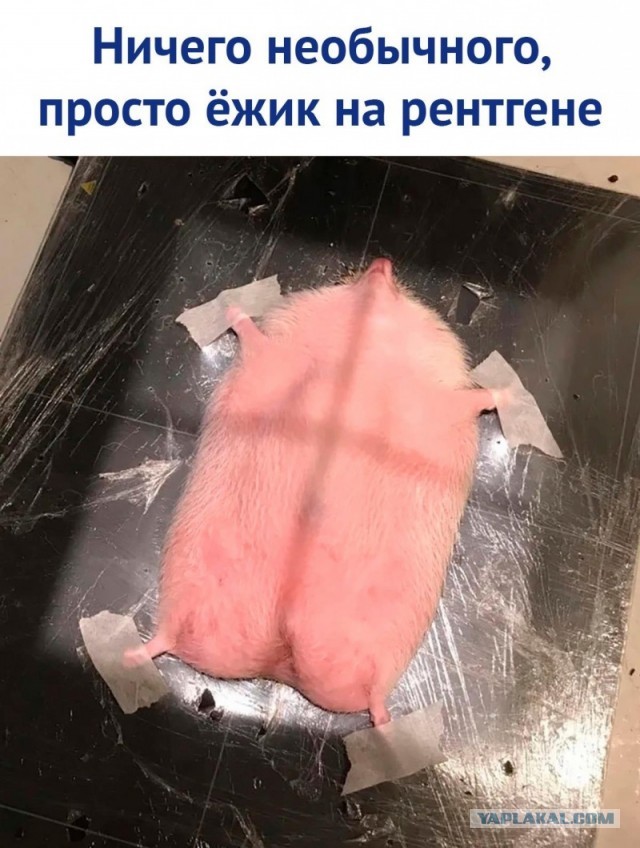 Утренняя подборка картинок и мемов - 3
