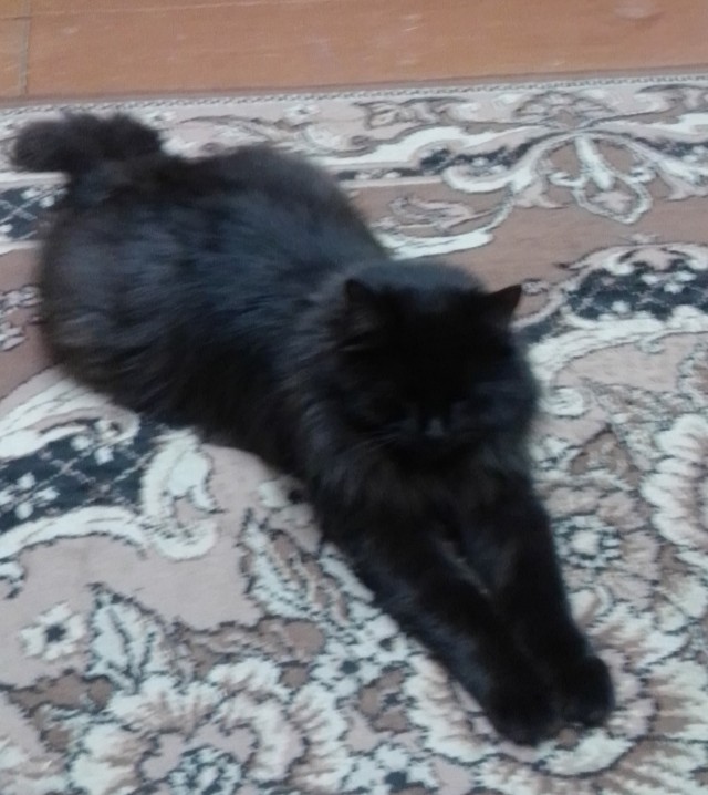 Котознатоки и котолюбители, созываю совет