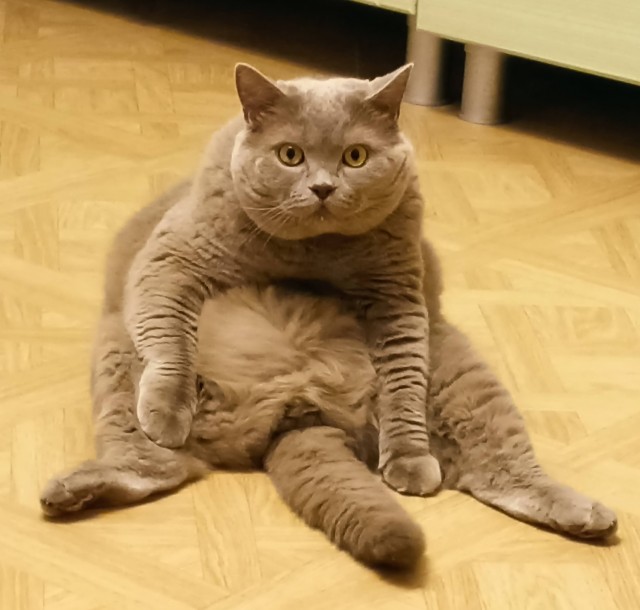 Британец