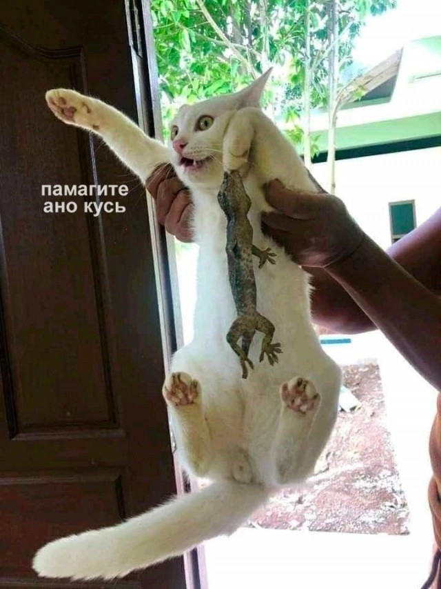 Картинки разные 12.06.2022