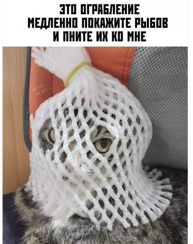 К котофторнику