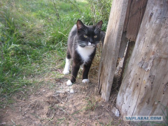 Жизнь домашнего приюта для котеек 416