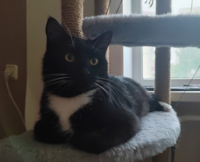 Шерстяной котовторник. Октябрь 2022
