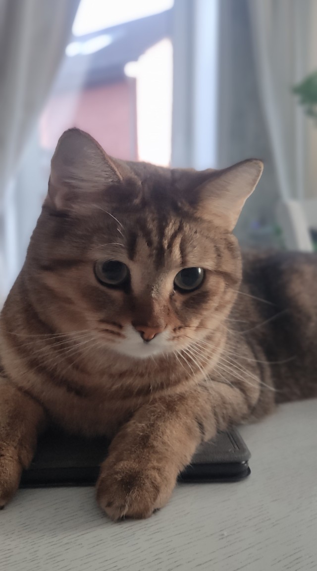 Котовторник 1.11.22