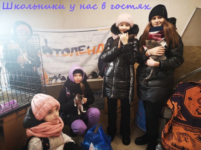 Жизнь домашнего приюта "Котоленд" 367
